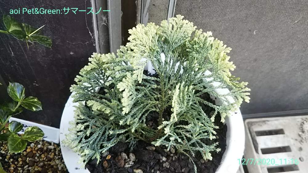 コニファー サマースノーの投稿画像 By あおい32さん ガーデニングと植木と千葉県とコニファー 月12月8日 Greensnap グリーンスナップ コニファー サマースノーの投稿画像 By あおい32さん ガーデニングと植木と千葉県とコニファー 月12月8日 Greensnap グリーンスナップ