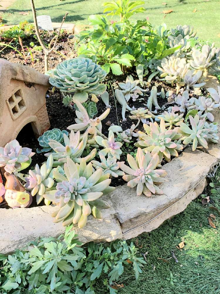 キュンキュン乙女倶楽部の投稿画像 By ゆっこさん 可愛い と植中毒とバラと夢clubと多肉 桜月とたにおたくらぶ 月12月8日 Greensnap グリーンスナップ