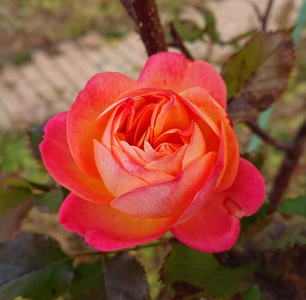 ミッドサマーの投稿画像 By ミントさん 広い庭とかわいい とお庭のお花とおうち園芸と薔薇が好き と薔薇 と赤い薔薇 とかわいい とお庭のお花とおうち園芸と薔薇が好き と薔薇 と赤い薔薇 月12月8日 Greensnap グリーンスナップ Greensnap