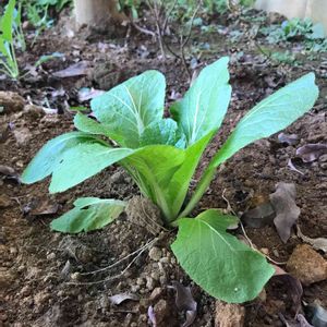 白菜,楽しみ〜,大きくな〜れ！,種から育ててます！,虫食いの画像