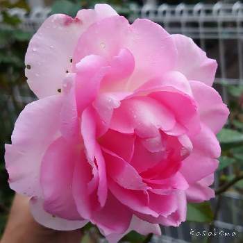 強香のバラの投稿画像一覧 Greensnap グリーンスナップ