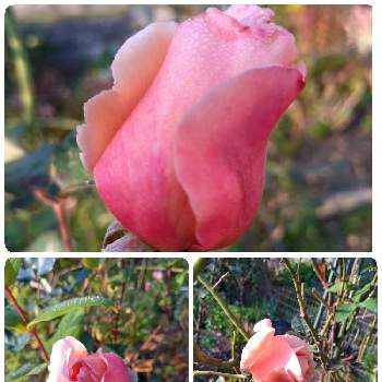 薔薇 ジュリアの画像 by hanabiraさん | 小さな庭と薔薇 ジュリアと家の薔薇と庭の花と可愛い花と季節の花と花のある暮らしと地植えと水曜ローズショー
