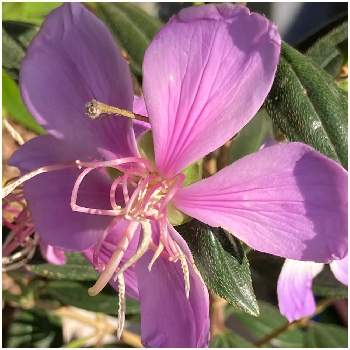 ノボタン リトルエンジェルの投稿画像一覧 Greensnap グリーンスナップ