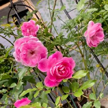 ピンクアイスバーグ☆の画像 by White Roseさん | 小さな庭と花時間と癒しを求めてとピンクの花とピンクアイスバーグ☆とおうち園芸と花のある暮らしと薔薇♪と鉢栽培