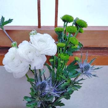 好きな色合い♡の画像 by TAYA's lab.さん | アンティークと✨たや切り花✨と緑のお花とシックと✨たやﾏﾑ緑小✨とガラスベースと白いお花とシックな色合いと切り花と紫のお花と水挿しと好きな色合い♡と☆要仕立て☆とスプレーマム  緑とラナンキュラス好きとエリンジウム✳︎と✨たやｴﾘﾝｼﾞｳﾑ✨とお気に入りの器や花瓶と植物と✨ﾗﾅﾝｷｭﾗｽ✨