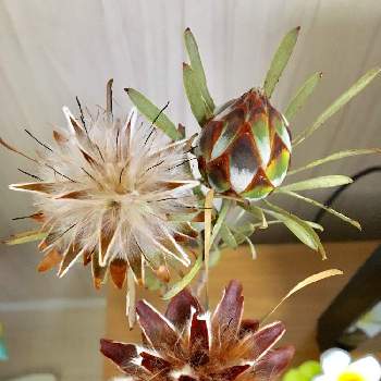 リューカデンドロン・プルモサスの画像 by ふーこさん | インテリアと植物のある暮らしとお部屋と植物とリューカデンドロン・プルモサスと今日のお花とお花好き