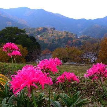 里山菜園作りの画像 by ヤマボウシさん | 広い庭と里山の花とおうち園芸と花のある暮らしと里山ガーデンと里山菜園作り