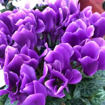 シクラメンセレナーディアの画像 by ポポさん | シクラメンと癒しとシクラメン大好きと紫色の花とおうち園芸とシクラメンセレナーディア