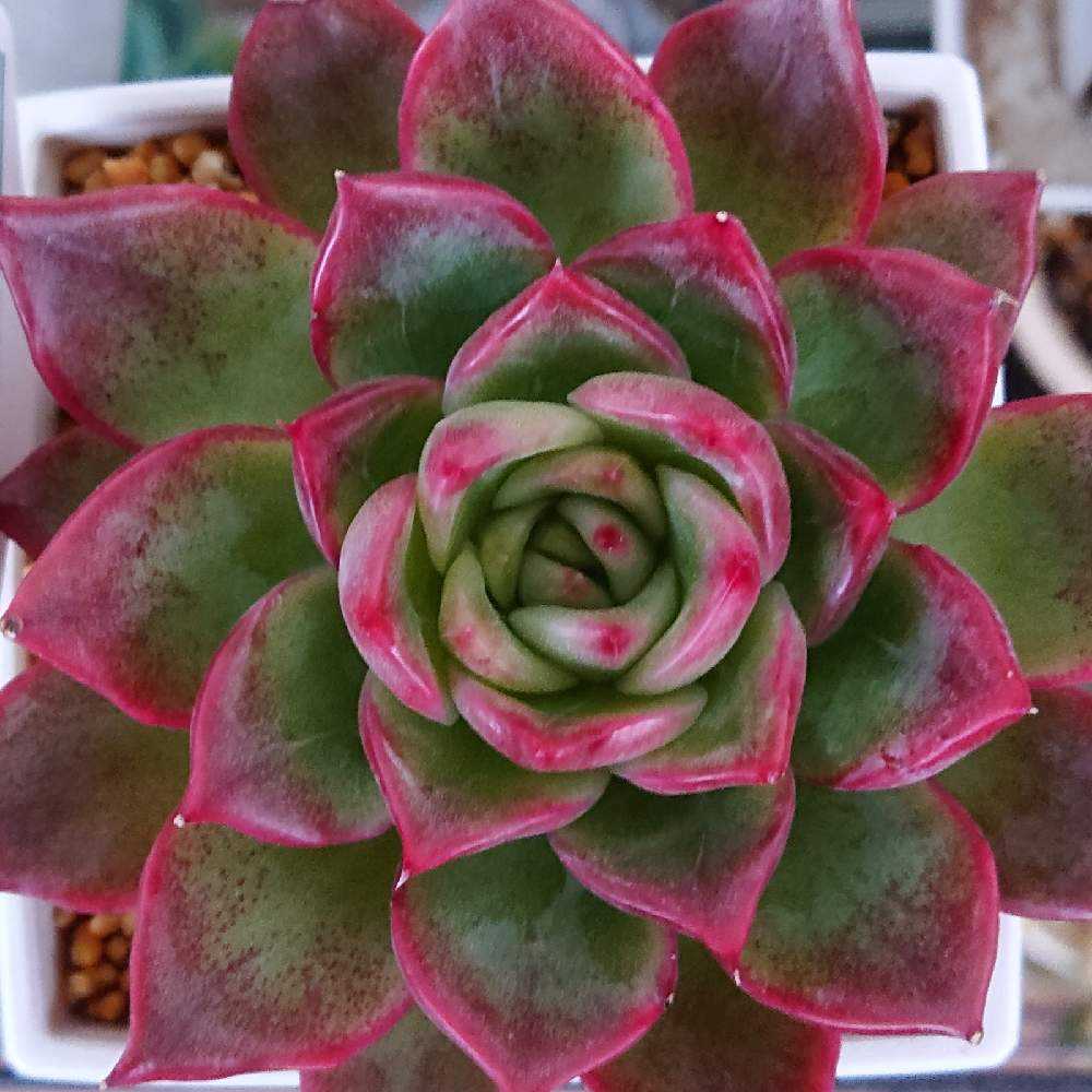 多肉植物❤️フロリディティール ❤️1頭12cm!拔き苗！三年生！セダム  おまけ 多肉植物❤️フロリディティール ❤️1頭12cm!拔き苗！三年生