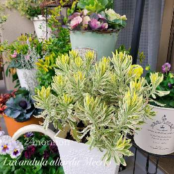 ラベンダー メルローの投稿画像一覧 Greensnap グリーンスナップ