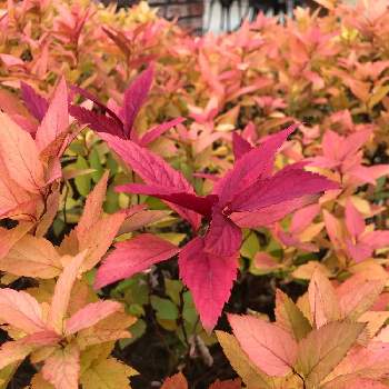 シモツケゴールドフレームの投稿画像一覧 Greensnap グリーンスナップ