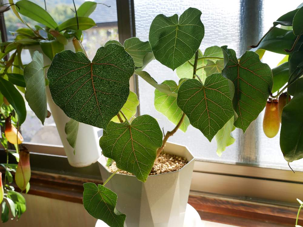 フィカス ペティオラリスの投稿画像 By ホイミさん 窓辺とお部屋と観葉植物 とフィカス ペティオラリス とフィカス ウンベラータとフィカス属と赤ウンベとお部屋と観葉植物 とフィカス ペティオラリス とフィカス ウンベラータとフィカス属と赤ウンベ 月