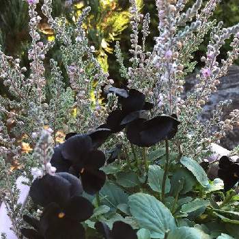 黒色の画像 by ＊mokonatsu＊.*さん | カルーナと黒のパンジーと鉢植えと黒色とおうち園芸