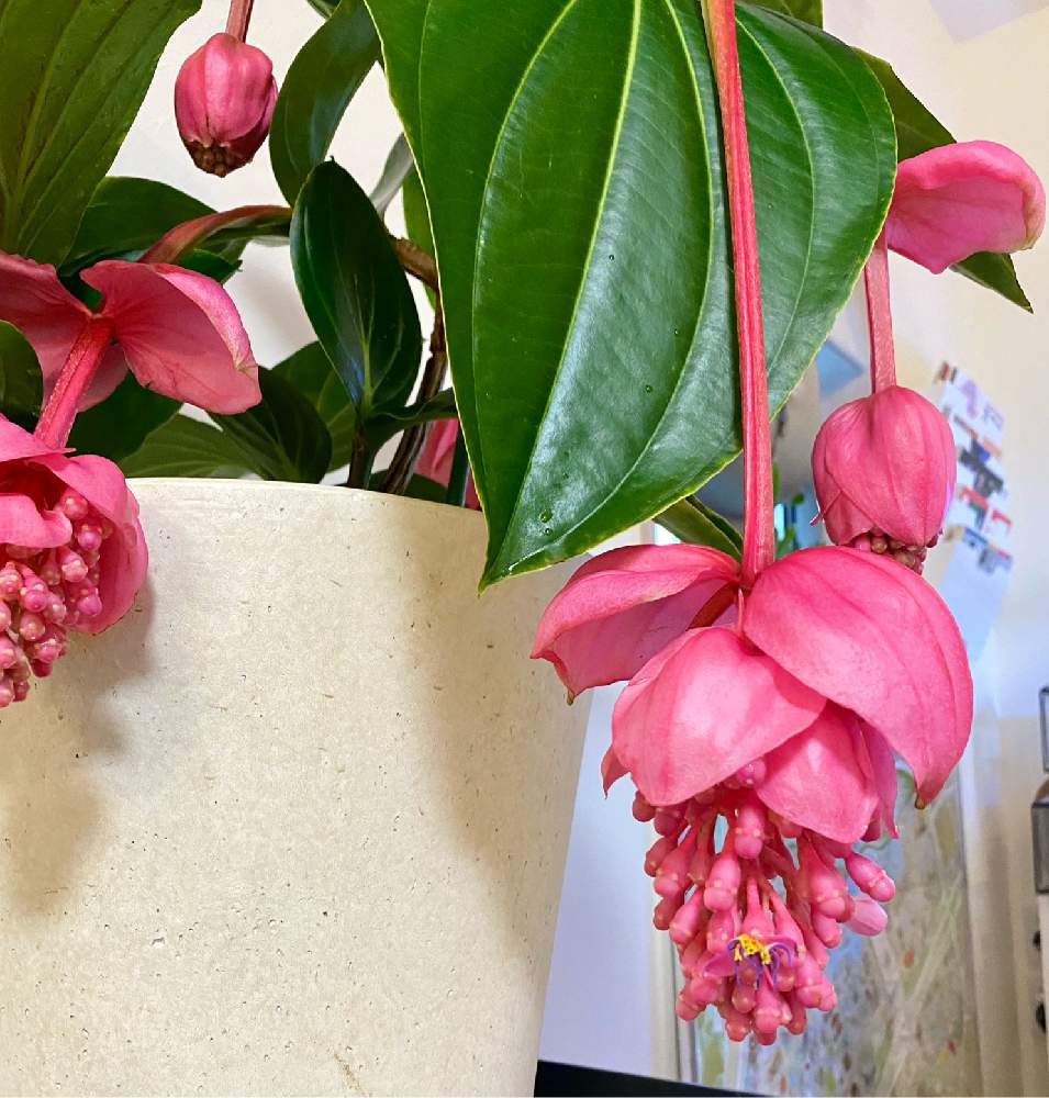 メディニラ マグニフィカの生育記録(2へ続く)｜🍀GreenSnap（グリーン