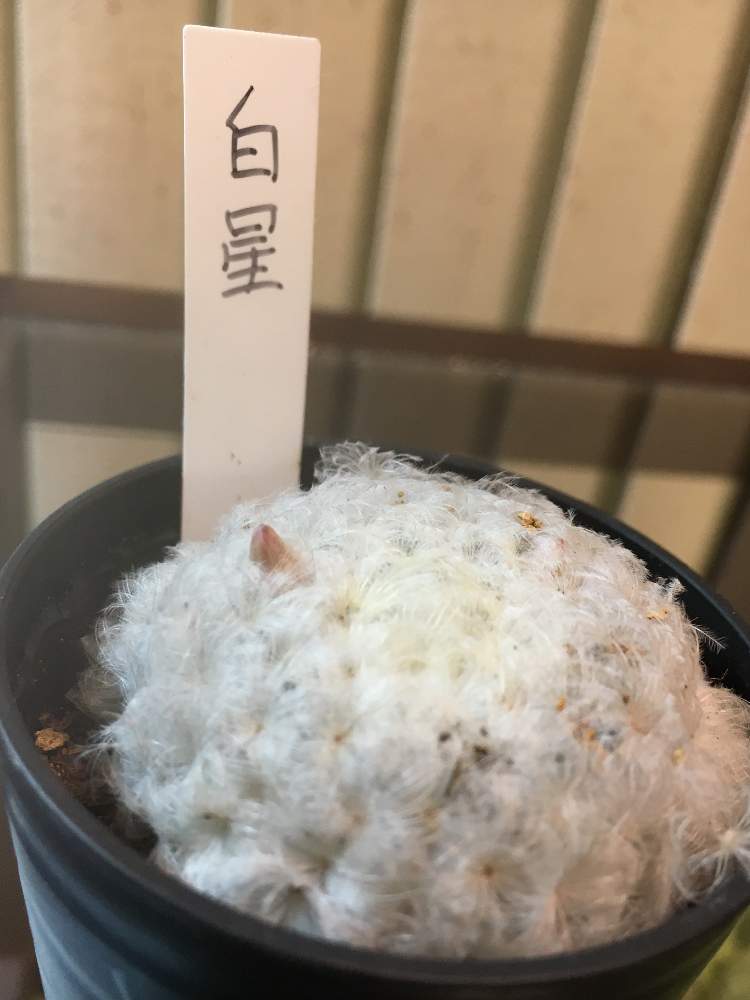 白星の投稿画像 By めぐさん 蕾かな と多肉中毒と多肉植物と白星 とサボテンも好きと多肉女子と多肉植物大好きと多肉初心者 月12月9日 Greensnap グリーンスナップ