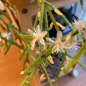 リプサリス エワルディアナの投稿画像一覧 Greensnap グリーンスナップ リプサリス エワルディアナの投稿画像一覧 Greensnap グリーンスナップ