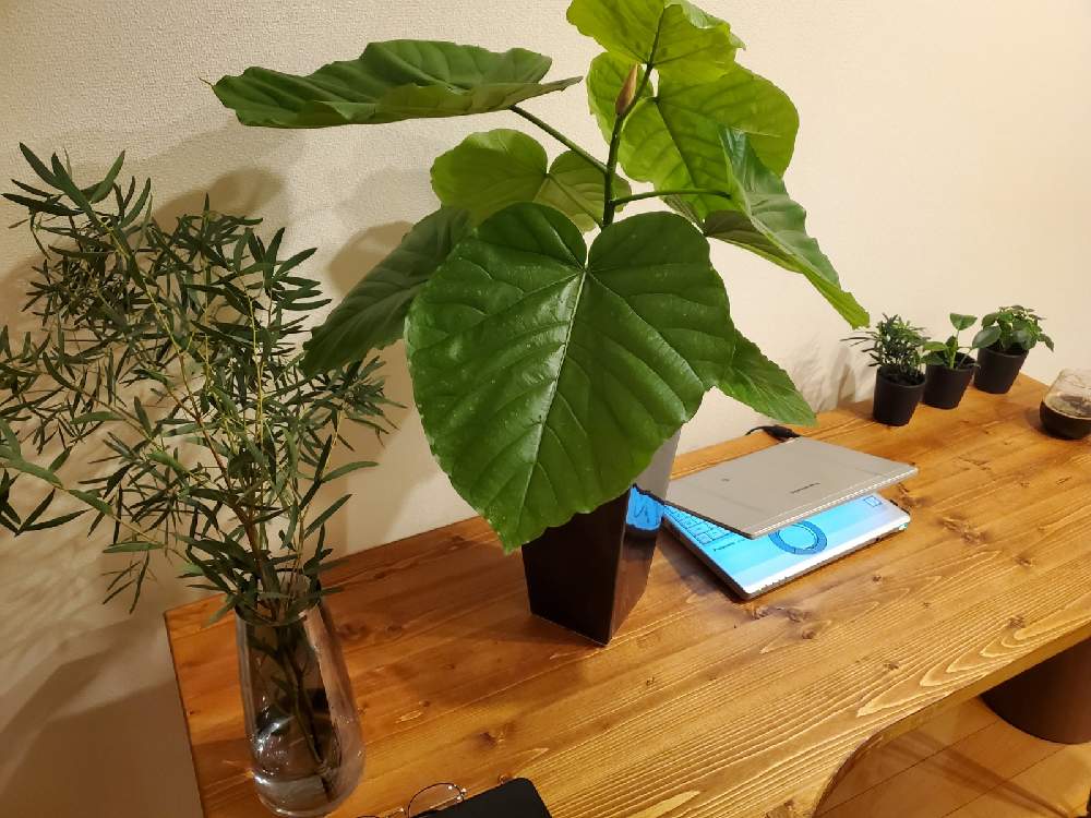 フィカスウンベラータ 最初に買ったちょっと大きめの植物 Greensnap グリーンスナップ