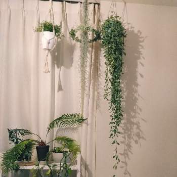 チランジアウスネオイデス の投稿画像一覧 Greensnap グリーンスナップ