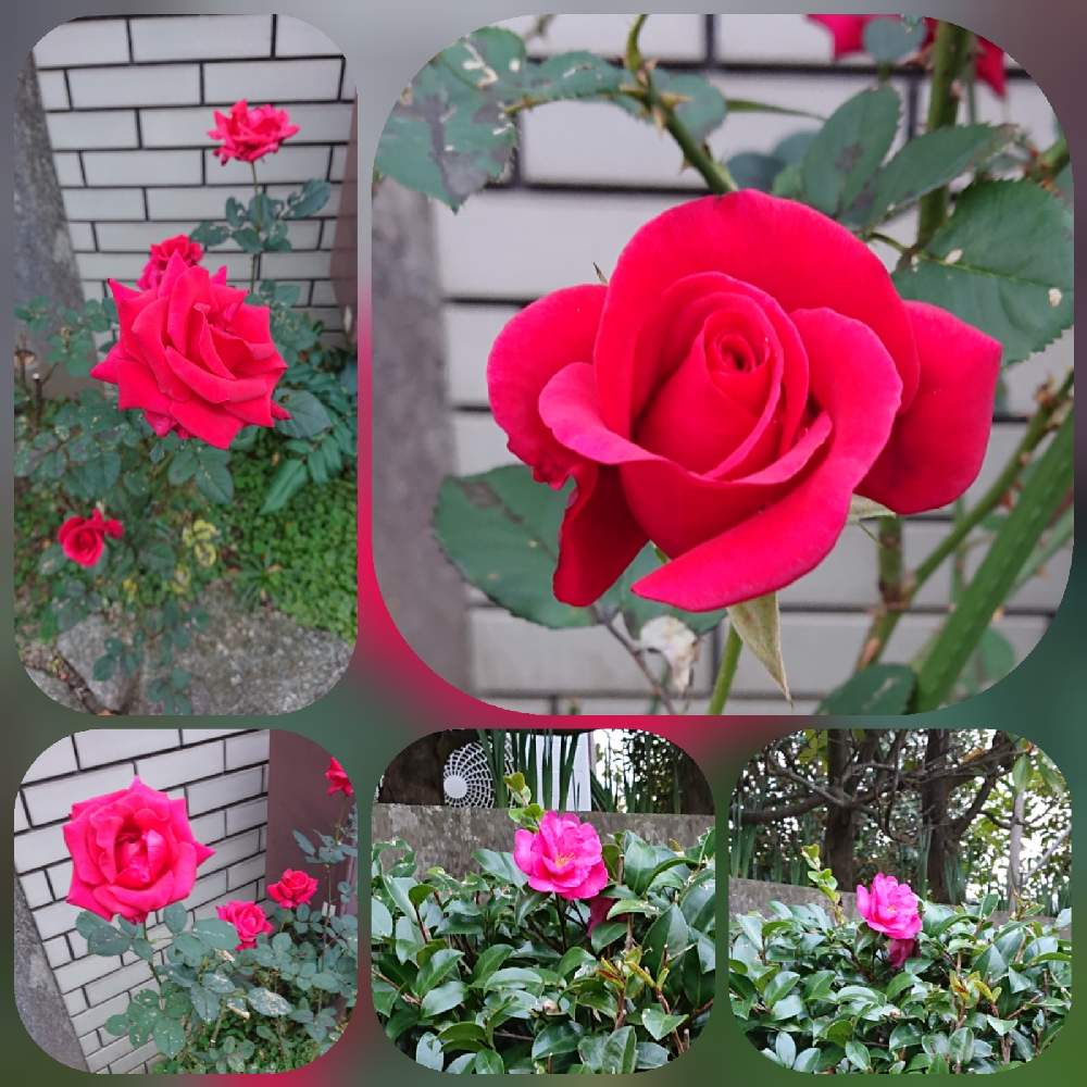 バラの投稿画像 By ナナさん 花散歩と可愛いお花と赤いお花とお散歩道の花たちと大好きなお花とピンクのお花 月12月10日 Greensnap グリーンスナップ