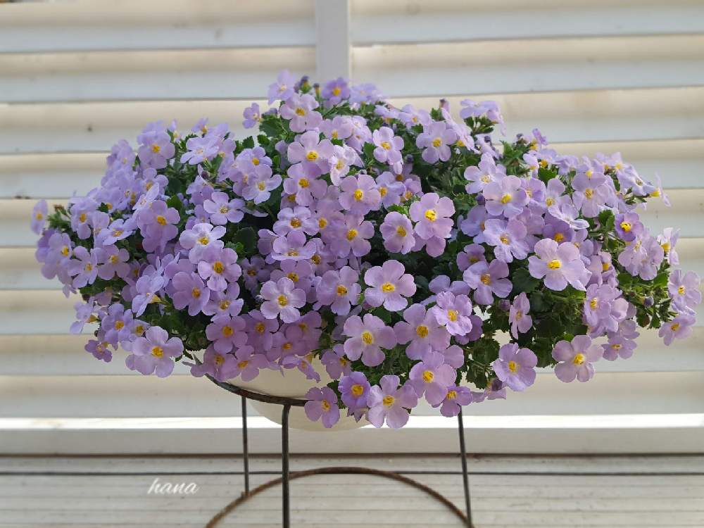 バコパの投稿画像 By はなさん 成長記録 月12月10日 Greensnap グリーンスナップ