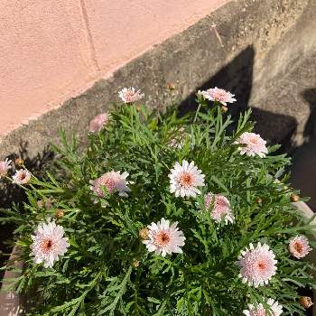 モクシュンギク属の投稿画像一覧 Greensnap グリーンスナップ