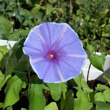 曜白朝顔の投稿画像一覧 Greensnap グリーンスナップ