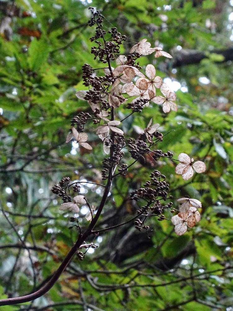 ノリウツギの投稿画像 By なるさん 山野草と野に咲く花が好きと在来種 ᴗ و と公園散策と優しさと白い花と落葉低木 月12月10日 Greensnap グリーンスナップ