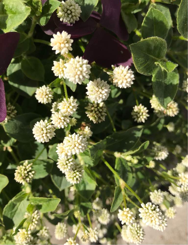 ヒメツルソバの投稿画像 By バジルさん 白ポリゴナムと散歩とお散歩道とポリゴナム ヒメツルソバ 月12月10日 Greensnap グリーンスナップ