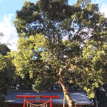 アラカシ*の画像 by Takeさん | お出かけ先と神社と北限地帯とアラカシ*と神社の大木と市指定天然記念物