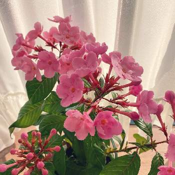 芳香花の画像 by 華と花さん | 部屋とルクリアとアッサムニオイザクラとピンクの花とおうち園芸と鉢植えと芳香花と花のある暮らしとリビング窓辺