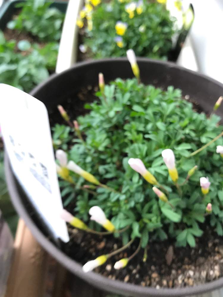 篤臣伊伊さんの投稿画像 月12月10日 Greensnap グリーンスナップ