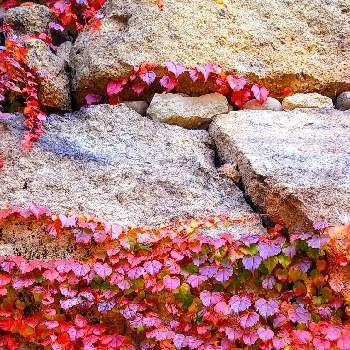 ツタの投稿画像一覧｜🍀GreenSnap（グリーンスナップ）