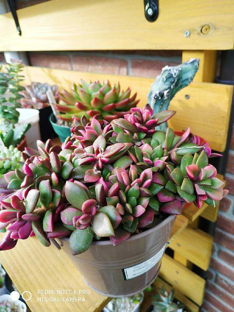 桜吹雪 スポンジ給水で救えるか Greensnap グリーンスナップ