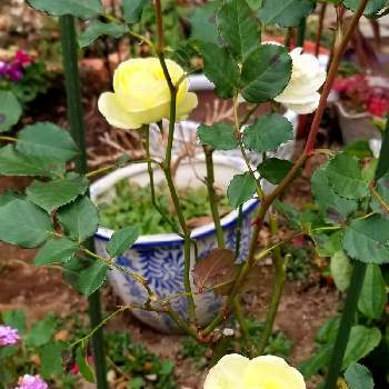 クリーミーエデン薔薇の画像 by はなちゃんさん | 庭のバラと庭で楽しむとわたしの庭とクリーミーエデン薔薇とありがとーとおうち園芸とはなのある暮らしと庭で咲くと大好きなお花と大切なバラとバラ好きと可愛いねとガーデニングと幸せ時間