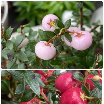 ツツジ科ゴーテリア属の投稿画像一覧 Greensnap グリーンスナップ