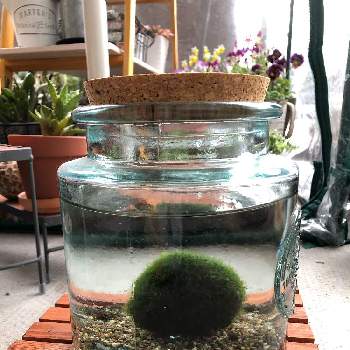 マリモの投稿画像一覧 Greensnap グリーンスナップ