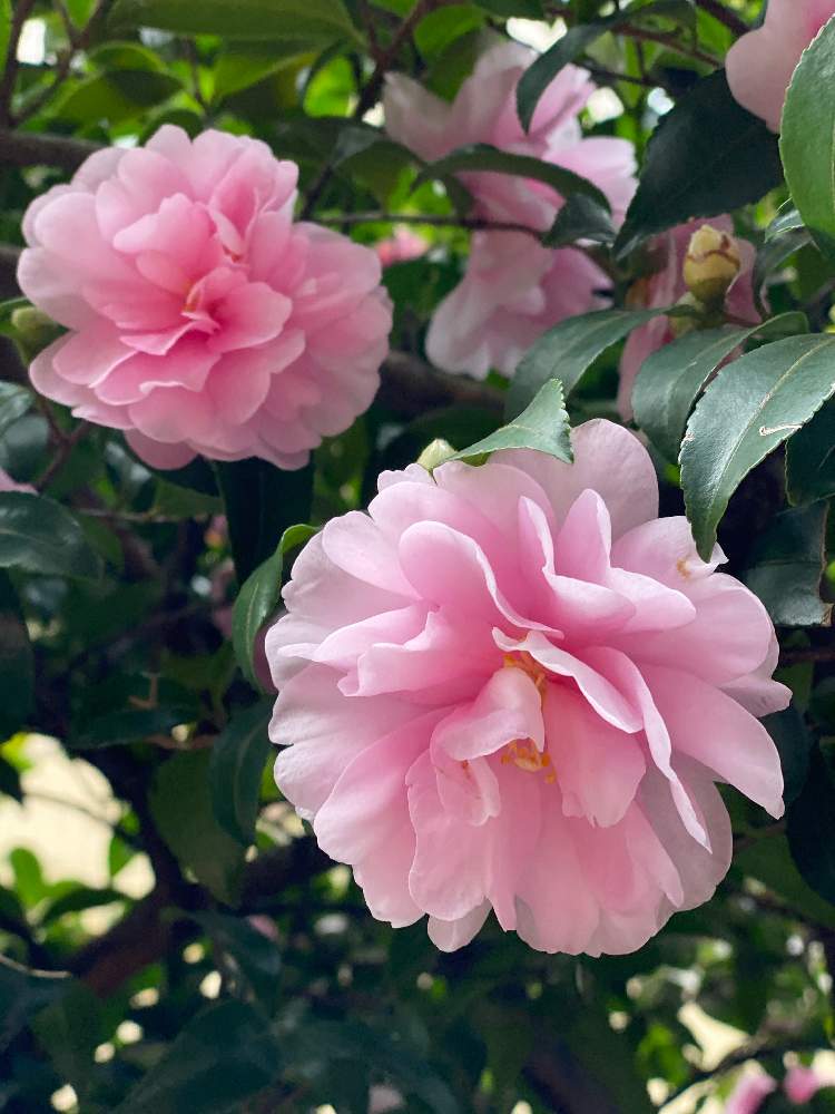 椿 つばきの投稿画像 By ナツメさん 散歩中 月12月10日 Greensnap グリーンスナップ