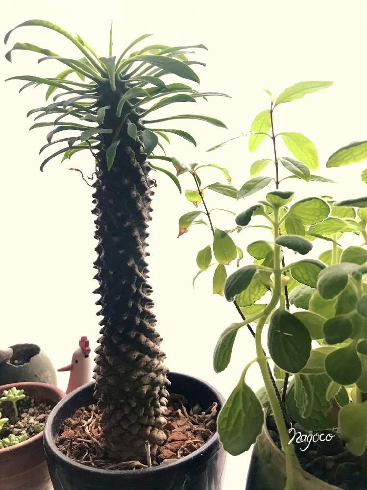 蘇鉄麒麟の投稿画像 By なごこさん ソテツキリンとユーフォルビア パイナップルコーンと多肉植物 月12月10日 Greensnap グリーンスナップ