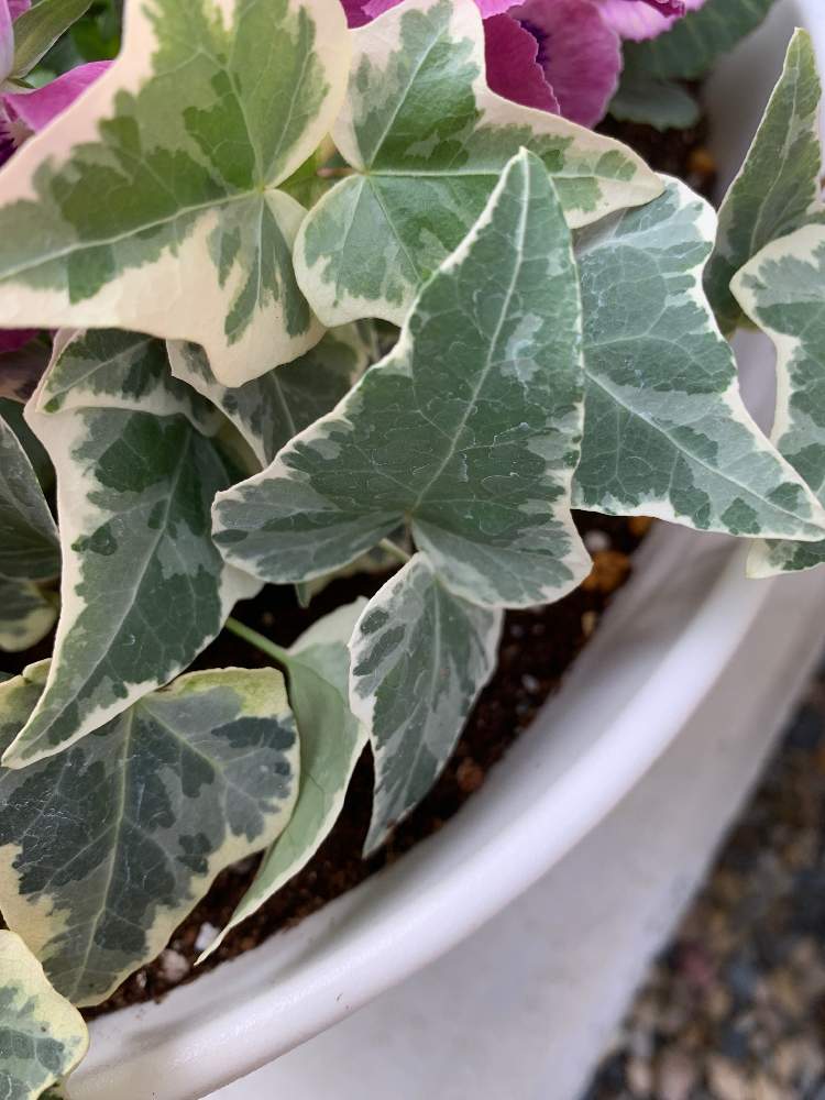 アイビー ヘデラ の投稿画像 By Kinokoさん 月12月10日 Greensnap グリーンスナップ