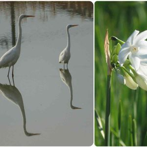 水仙 ペーパーホワイト,白鷺♪,花のある暮らし,野鳥,可愛い花の画像