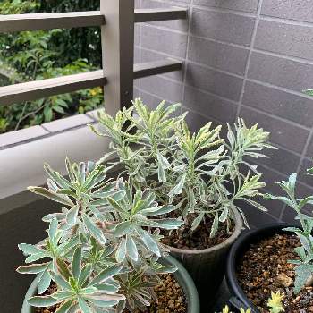 ラベンダー メルローの投稿画像一覧 Greensnap グリーンスナップ