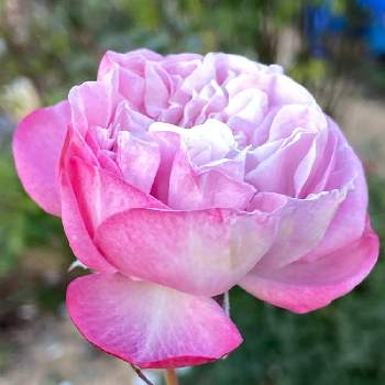 バラ パリスの投稿画像一覧 Greensnap グリーンスナップ