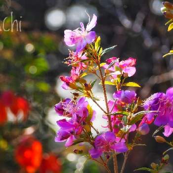 ノボタン リトルエンジェルの投稿画像一覧 Greensnap グリーンスナップ