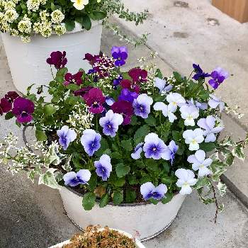 ビビ クリアライトブルーの投稿画像一覧 Greensnap グリーンスナップ