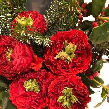 ラッキーな出会いの画像 by チャーミーさん | お出かけ先と赤色と自然とありがとうと可愛い♥️と綺麗と❤️いいね、ありがとうとうれしい！とラッキーな出会いとサンタクロースと優しい色とクリスマスと素敵と花束