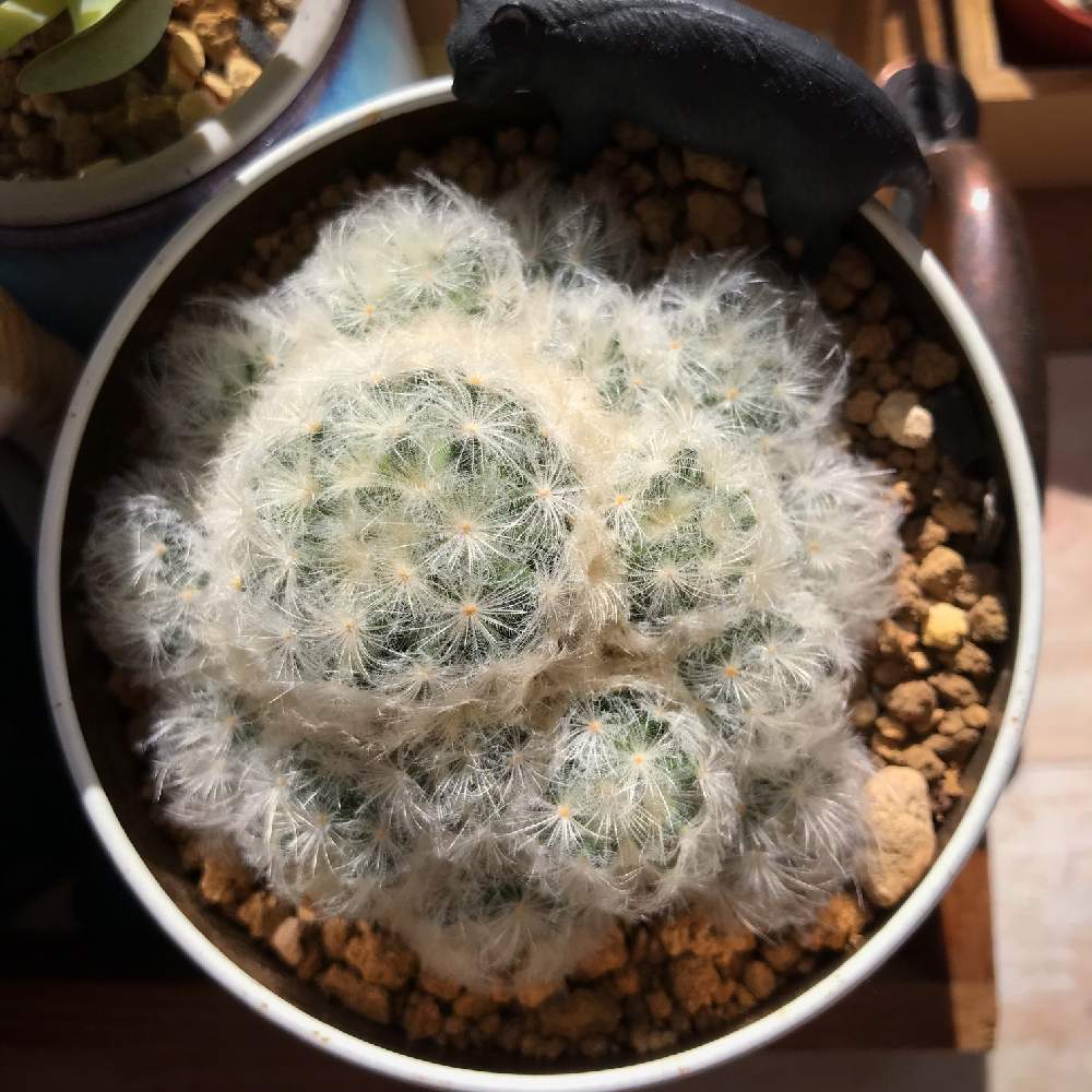 白星の投稿画像 By 雨さん 多肉植物とサボテン科と成長記録とマミラリア属 月12月10日 Greensnap グリーンスナップ