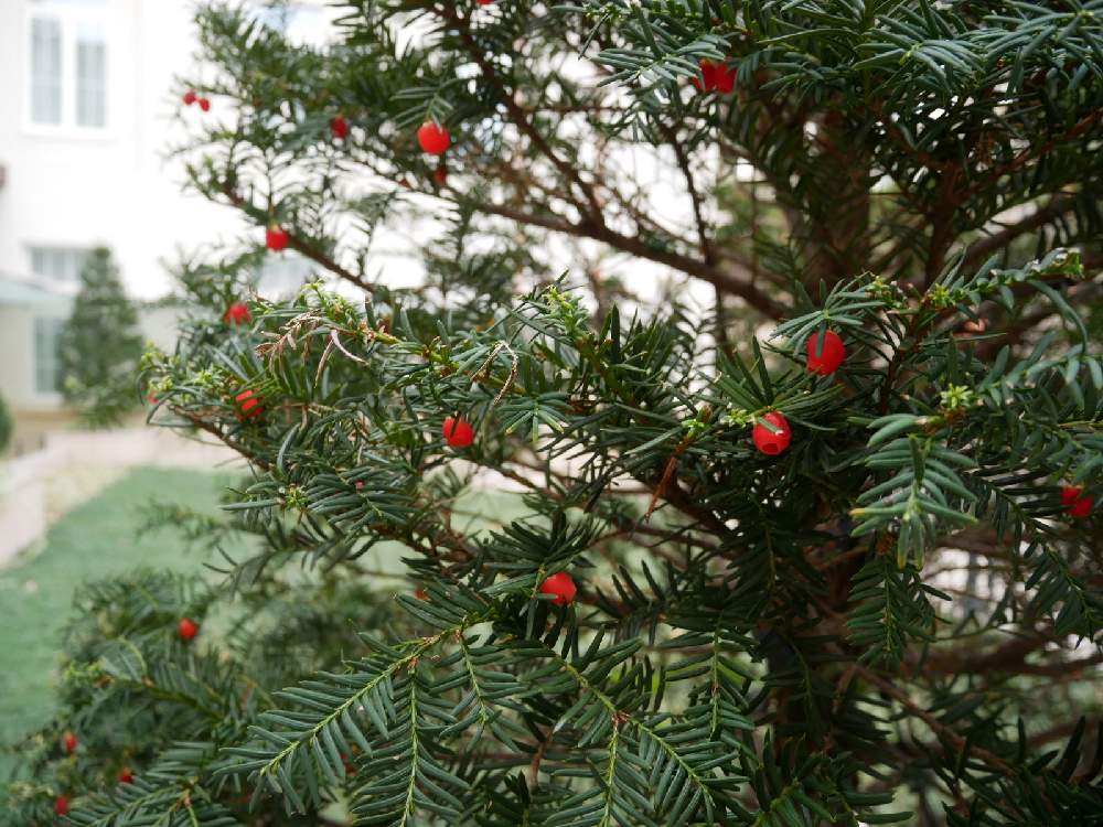 イチイの投稿画像 By 花の首飾りさん お出かけ先とクリスマスツリーみたいな木と植物のある風景とgs映えとかわいいと赤い実とクリスマス ツリーみたいな木と植物のある風景とgs映えとかわいいと赤い実 月12月10日 Greensnap グリーンスナップ Greensnap