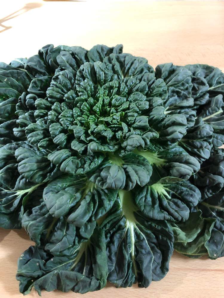 greensnap グリーンスナップ