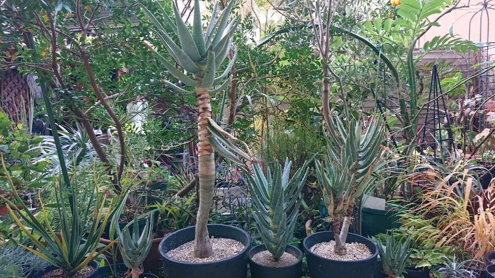 ドラゴンフルーツの投稿画像 By Botanicallifeさん アロエ ディコトマとユッカデスメティアーナとドラセナ シナバリとメリアンサス マヨールとアロエ属とbota S Aloe 月12月11日 Greensnap グリーンスナップ