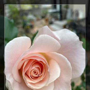 フレンチレース　バラの画像 by ミーシャさん | 小さな庭とフレンチレース　バラ